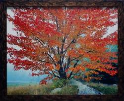 Wild Red Maple and Fog