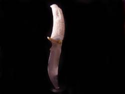 Fixed Blade Knife