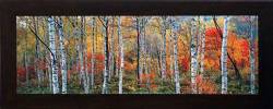 Birch Forest French Alps
