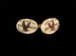Scrimshaw Large Bone Cuff Links
