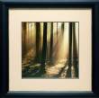 Sunlight & Trees II