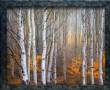 Aspen in Fog